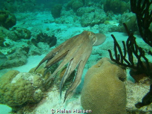 Swimming Common Octopus I love these so much so much char... by Helen Hansen 